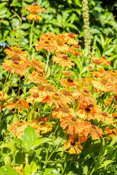 Zonnekruid Helenium 'Rauchtopas' 5-10 pot P9 Helenium 'Rauchtopas'