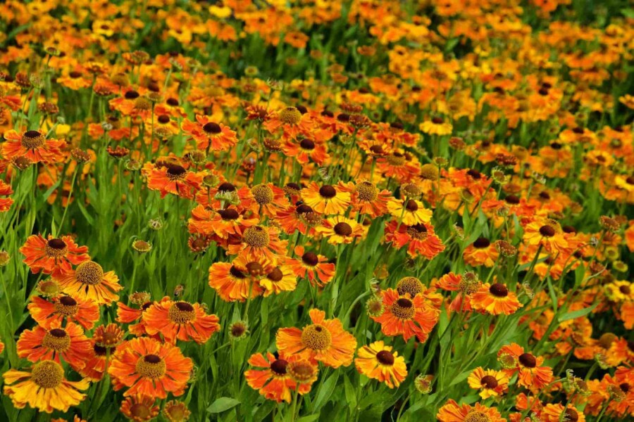 Zonnekruid Helenium 'Waltraut' 5-10 pot P9 Helenium 'Waltraut'