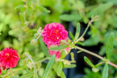 Helianthemum 'Cerise Queen'