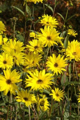 Helianthus atrorubens