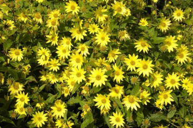 Helianthus atrorubens