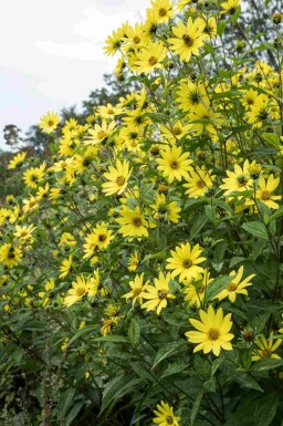 Helianthus microcephalus 'Lemon Queen'
