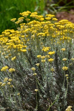 Kerrieplant Helichrysum italicum 5-10 pot P9 Helichrysum italicum