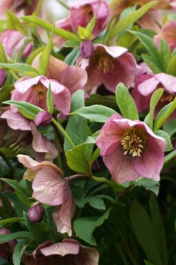 Nieskruid Helleborus orientalis 5-10 pot P9 Helleborus orientalis