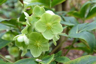 Helleborus sternii