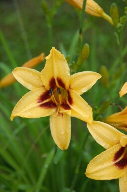 Hemerocallis 'Bonanza'