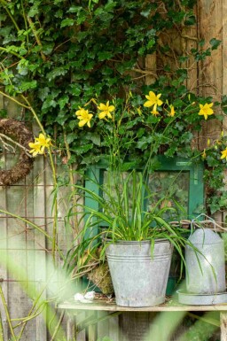 Hemerocallis 'Citrina'