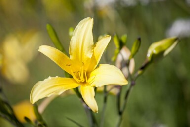 Hemerocallis 'Citrina'