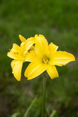 Hemerocallis 'Corky'