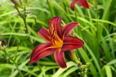 Hemerocallis 'Crimson Pirate'