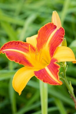 Hemerocallis 'Frans Hals'