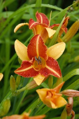 Hemerocallis 'Frans Hals'