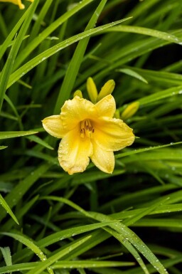Hemerocallis 'Happy Returns'