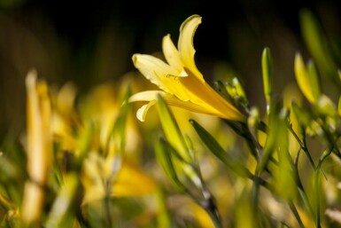 Hemerocallis lilioasphodelus