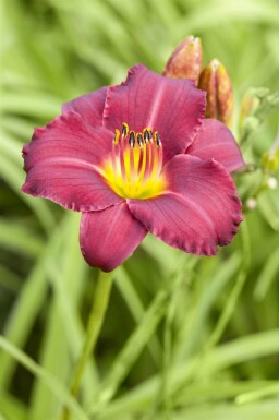 Hemerocallis 'Pardon Me'
