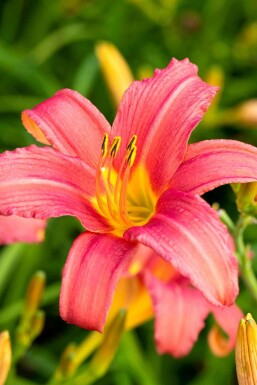 Hemerocallis 'Pink Damask'