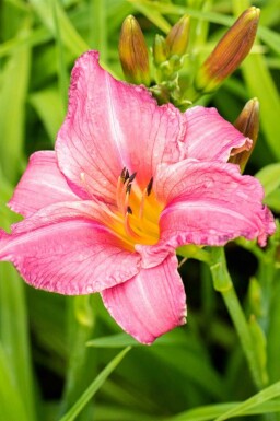 Daglelie Hemerocallis 'Summer Wine' 5-10 pot P9 Hemerocallis 'Summer Wine'