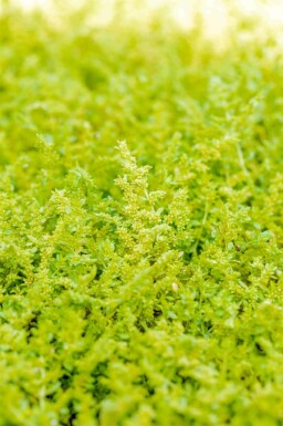 Glad vloerkruid Herniaria glabra 5-10 pot P9 Herniaria glabra