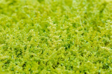 Glad vloerkruid Herniaria glabra 5-10 pot P9 Herniaria glabra