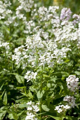 Hesperis matronalis 'Alba'