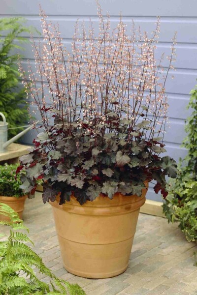 Purperklokje Heuchera micrantha 'Black Beauty' 5-10 pot P9 Heuchera micrantha 'Black Beauty'