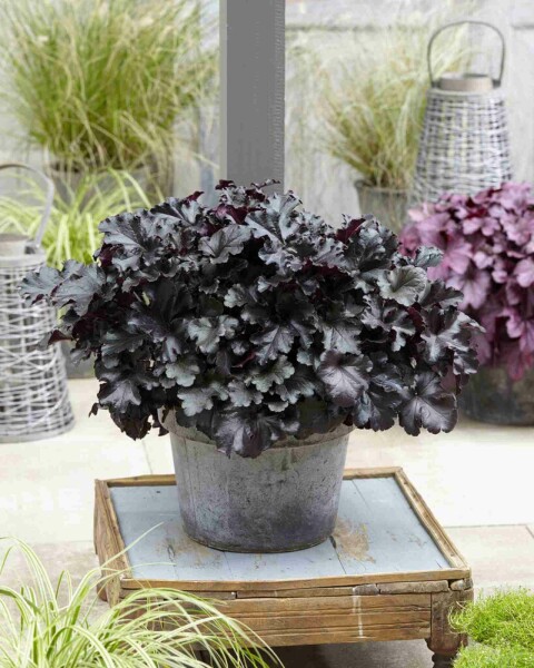 Purperklokje Heuchera micrantha 'Black Pearl' 5-10 pot P9 Heuchera micrantha 'Black Pearl'