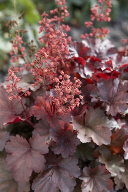 Heuchera micrantha 'Cherry Cola'