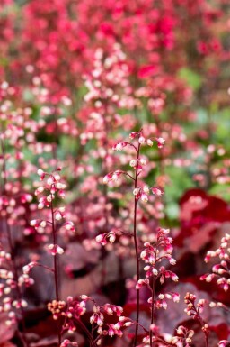 Heuchera micrantha 'Fire Chief'