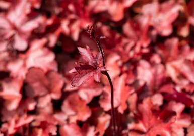 Heuchera micrantha 'Fire Chief'
