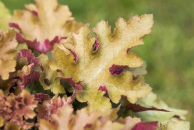 Heuchera villosa 'Marmalade'