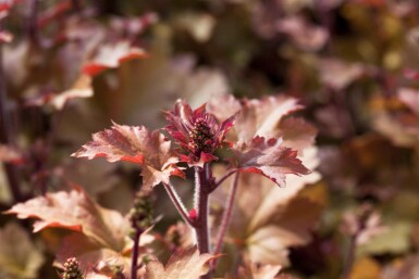 Heuchera villosa 'Marmalade'