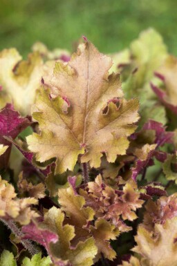 Heuchera villosa 'Marmalade'