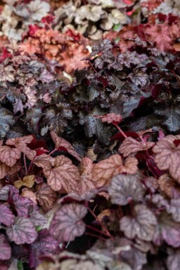 Heuchera micrantha 'Obsidian'