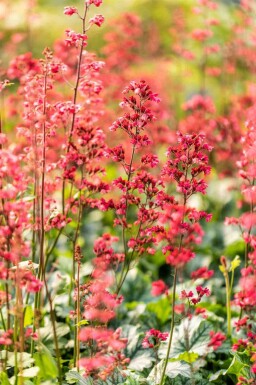 Heuchera micrantha 'Paris'