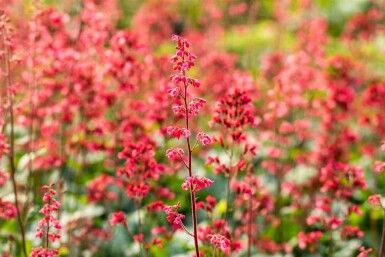 Purperklokje Heuchera micrantha 'Paris' 5-10 pot P9 Heuchera micrantha 'Paris'