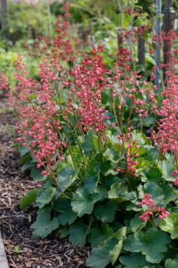 Purperklokje Heuchera brizoides 'Pluie de Feu' 5-10 pot P9 Heuchera brizoides 'Pluie de Feu'