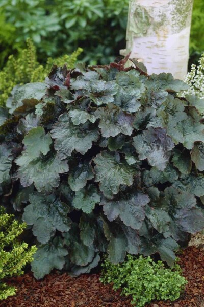 Purperklokje Heuchera micrantha 'Rachel' 5-10 pot P9 Heuchera micrantha 'Rachel'