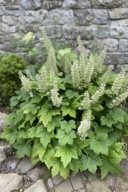 Purperklokje Heuchera villosa 'Chantilly' 5-10 pot P9 Heuchera villosa 'Chantilly'