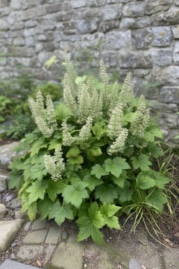 Purperklokje Heuchera villosa 'Chantilly' 5-10 pot P9 Heuchera villosa 'Chantilly'