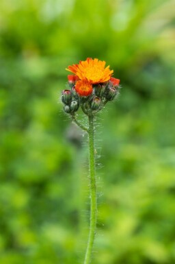 Hieracium aurantiacum