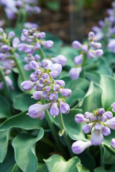 Hosta tokudama 'Blue Mouse Ears'