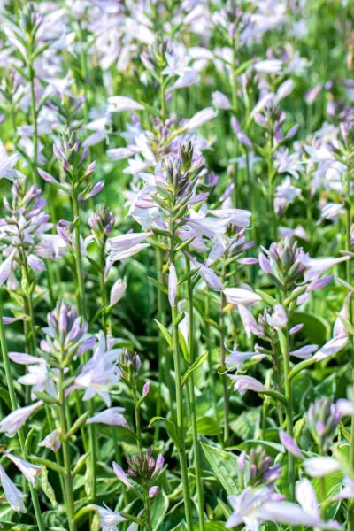 Hosta fortunei 'Francee'