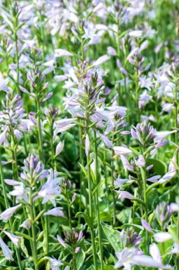 Hartlelie Hosta fortunei 'Francee' 5-10 pot P9 Hosta fortunei 'Francee'