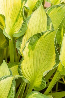 Hartlelie Hosta tardiana 'June' 5-10 pot P9 Hosta tardiana 'June'