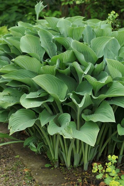 Hosta nigrescens 'Krossa Regal'