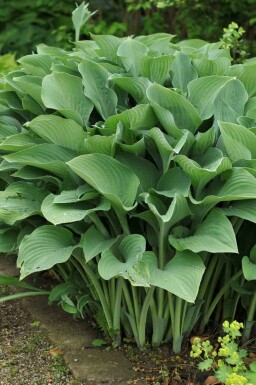 Hartlelie Hosta nigrescens 'Krossa Regal' 5-10 pot P9 Hosta nigrescens 'Krossa Regal'