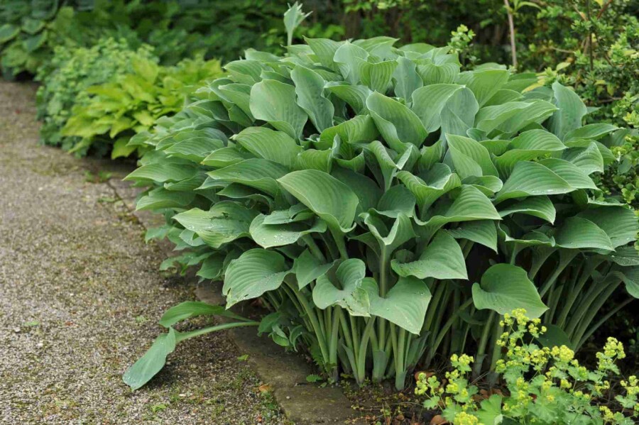 Hartlelie Hosta nigrescens 'Krossa Regal' 5-10 pot P9 Hosta nigrescens 'Krossa Regal'