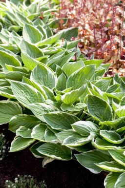 Hartlelie Hosta fortunei 'Patriot' 5-10 pot P9 Hosta fortunei 'Patriot'