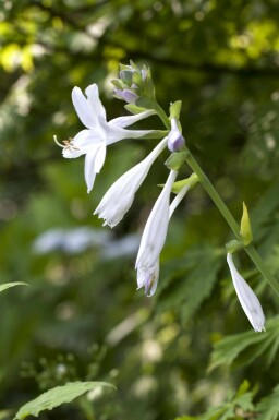 Hartlelie Hosta plantaginea 'Royal Standard' 5-10 pot P9 Hosta plantaginea 'Royal Standard'