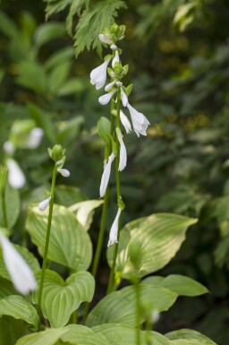 Hartlelie Hosta plantaginea 'Royal Standard' 5-10 pot P9 Hosta plantaginea 'Royal Standard'